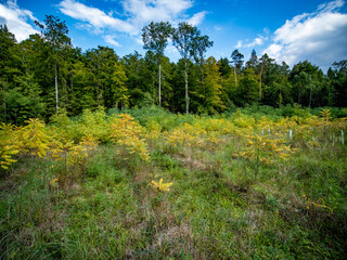 Wiederaufforstung im Mischwald