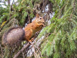 The squirrel with nut sits on tree in the autumn. Eurasian red squirrel, Sciurus vulgaris.