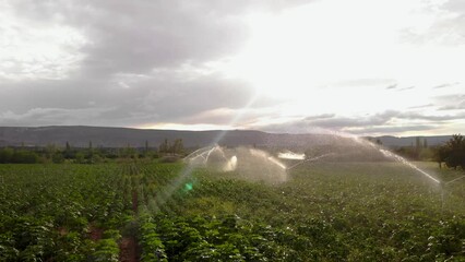 Aerial view green natural forest