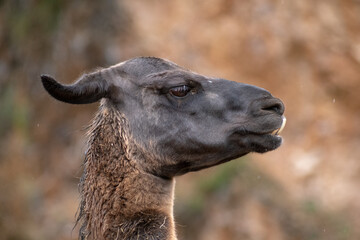 Retrato de una Llama de cerca en un día de lluvia y frío 