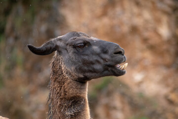 Retrato de una Llama de cerca en un día de lluvia y frío 