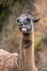 Retrato de una Llama de cerca en un día de lluvia y frío 