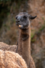 Retrato de una Llama de cerca en un día de lluvia y frío 