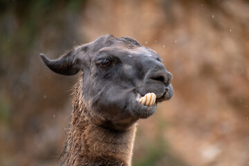 Retrato de una Llama de cerca en un día de lluvia y frío 