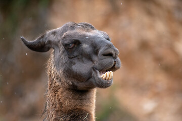 Retrato de una Llama de cerca en un día de lluvia y frío 