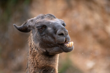 Retrato de una Llama de cerca en un día de lluvia y frío 