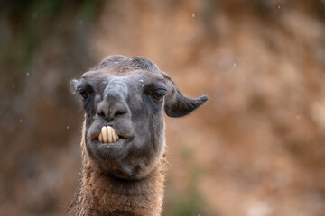 Retrato de una Llama de cerca en un día de lluvia y frío 