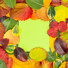 Fototapeta na wymiar Creative layout made of dried leaves in autumn and paper card. Flat lay. Autumn nature leaves concept.