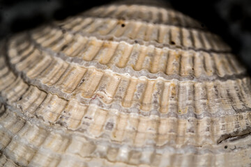 Sea Shell with a coloseum pattern