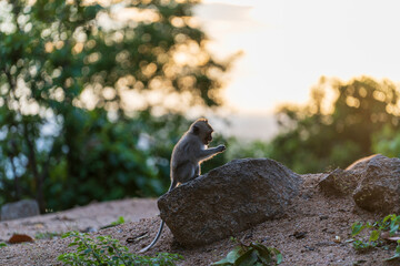 Wild macaque monkey sitting on the rock in tropical island Koh Phangan during sunset, Thailand