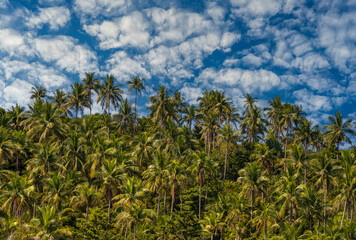 Fototapeta premium Silhouette of green coconut palm trees background on the mountain and blue sky background, Thailand