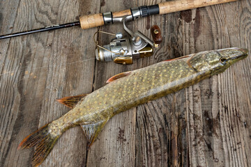 River predatory fish pike, next to a fishing rod, on an old gray board, close-up.