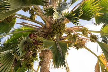 Maui Palm Tree