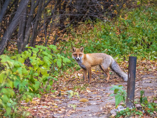 The red fox Vulpes vulpes walks along a path in the forest.