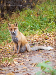Close up of a red fox Vulpes vulpes, sitting on a path in the forest.