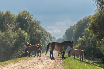 Horses standing on gravel road. Photo from the Warta Mouth National Park in Poland. - obrazy, fototapety, plakaty