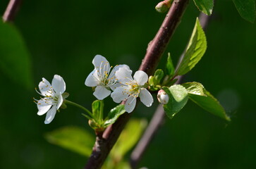 Obstbaum - Blüten