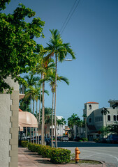 Fototapeta na wymiar trees in the street palms Coral Gables Miami florida 