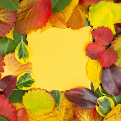 Creative layout made of dried leaves in autumn and paper card. Flat lay. Autumn nature leaves concept.