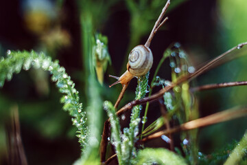 snail in the garden on the vegetation after the rain