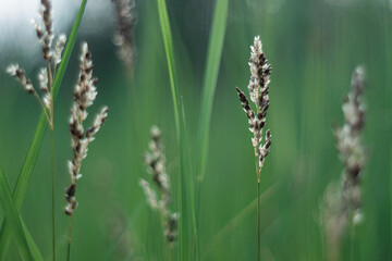 spikelets in the evening summer in the garden