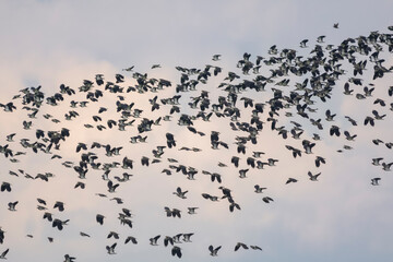 Flock of northern lapwings or peewits or pewit, tuit or tew-it, green plovers, or pyewipes - Vanellus vanellus in flight. Photo from the Warta Mouth National Park in Poland.