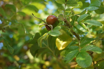 Berry of rose hip among green and yellow leaves on a bush on a sunny day. Autumn, fall concept