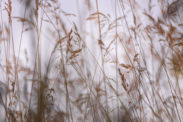 Fototapeta premium yellow spikelets on the background of the evening sky