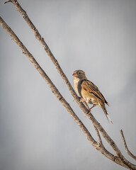 Little Brown Bird