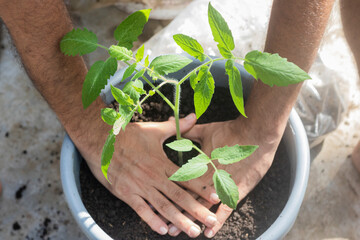 Urban tomato garden on the floor of my house