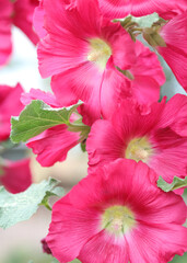 Malva alcea. Syrian ketmia. Big pink shrub Althea flower close up. Blooming pink Korean rose flowers in summer garden.  Hibiscus syriacus lilac color flower. Hollyhock or rose mallow flower head 