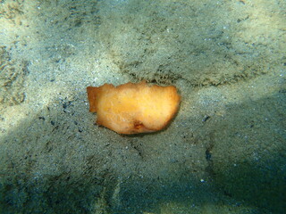 Half-eaten peach on the seabed, Aegean Sea, Greece, Halkidiki. Sea pollution.
