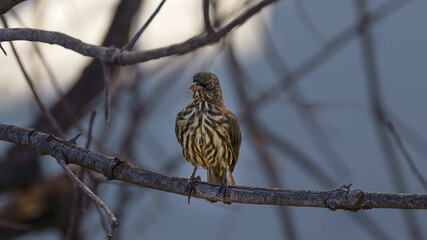 Alone Brown Bird