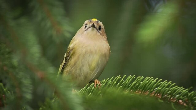 Goldcrest - Regulus regulus small bird sitting on the branch of the spruce. very small passerine bird in the kinglet family. Its colourful golden crest feathers gives rise to its names. Sing in green.