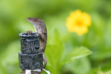 Lizard in the Lawn