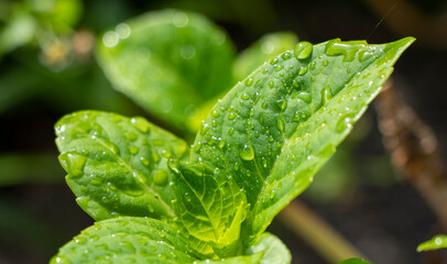 hydrangea  leaf with water drops
