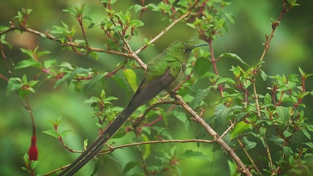 Black-tailed Trainbearer - Lesbia victoriae hummingbird in Trochilidae, in high altitudes in Colombia, Ecuador and Peru, habitats are tropical moist montane forest, green bird male long tail.