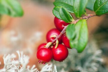 bush of ripe red cranberries close up on gray moss