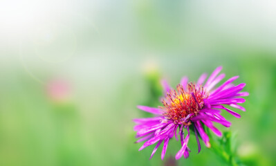 Obraz premium One bright aster in sunny weather, floral background