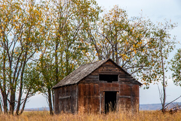 Fototapeta premium Rustic buildings barley standing in fields. Kneehill County, Alberta, Canada