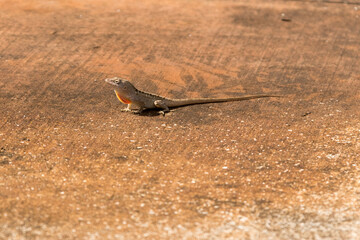 Tiny Maui Lizard