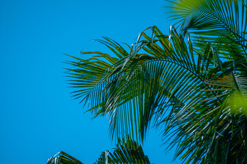 Fototapeta na wymiar Beautiful picture of coconut leaves in the blue sky.