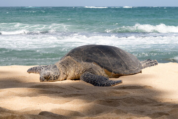 sea turtle on the beach
