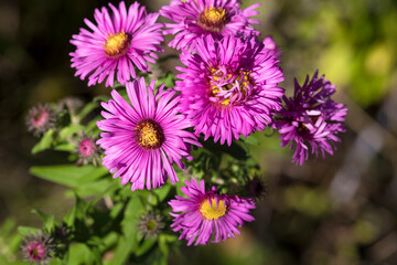 Fototapeta premium Purple new england aster flower