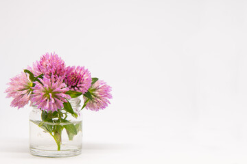 Trifolium pratense commonly red clover bouquet in small glass. Little posy of purple meadow herb with copy space for text. White background.
