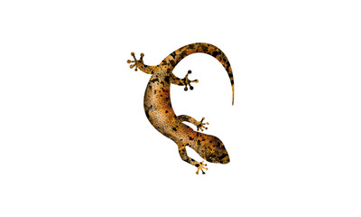 leopard gecko illustration