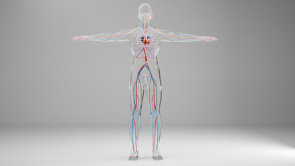 Human arterial and venous circulatory system, Medically accurate animation of Heart with Vains and arteries, blood vessels, 3d render	 - obrazy, fototapety, plakaty