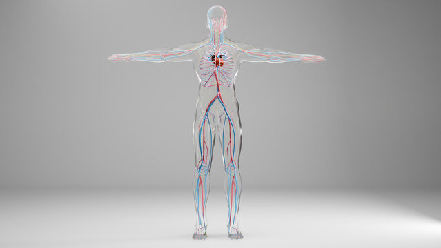 Human arterial and venous circulatory system, Medically accurate animation of Heart with Vains and arteries, blood vessels, 3d render	