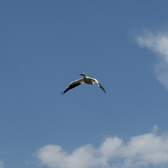 Fototapeta na wymiar Stork bird soaring in the sky. White bird flying against a blue sky.