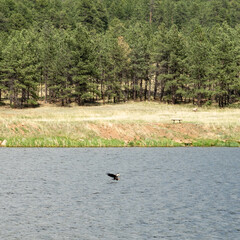 Bald eagle fishing on a Colorado lake